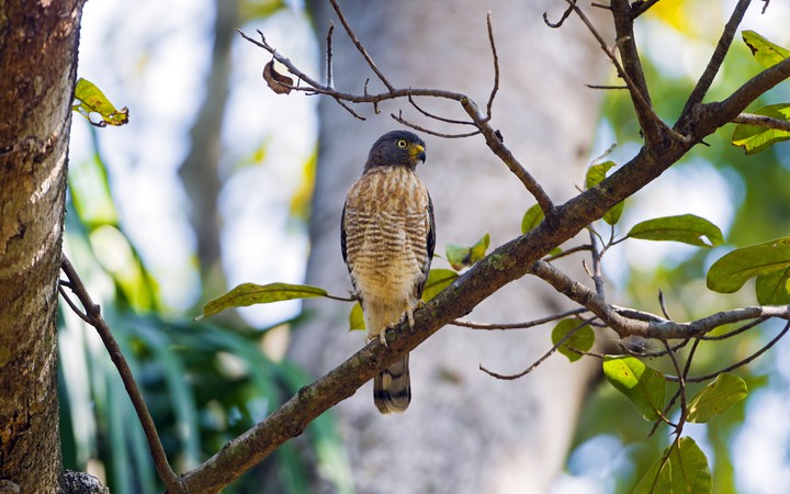 bird