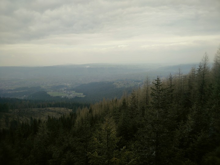 Forest mood