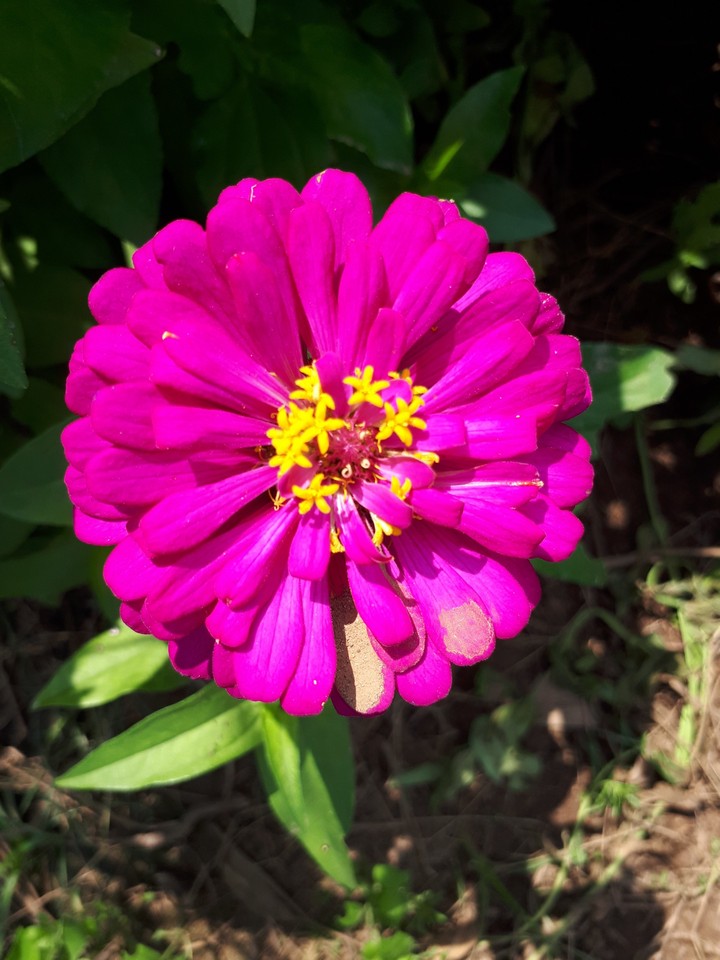 7 colors