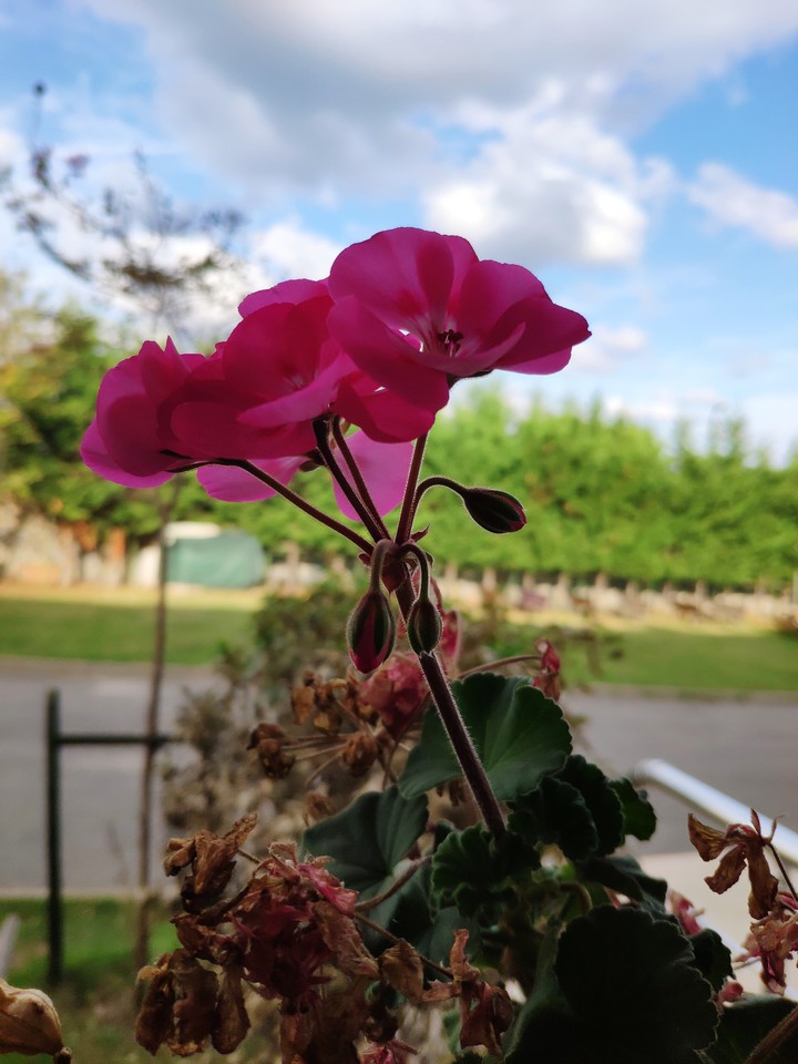 flower