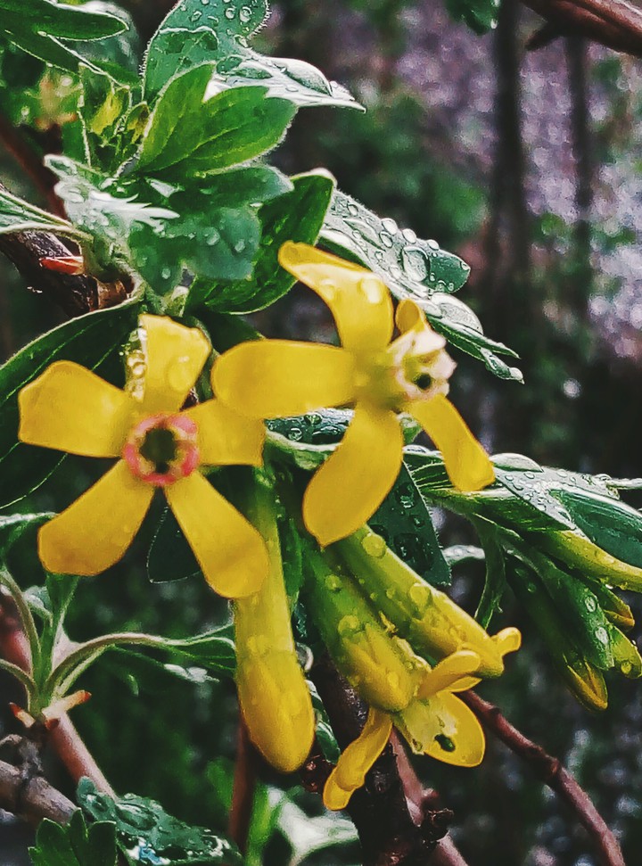 spring