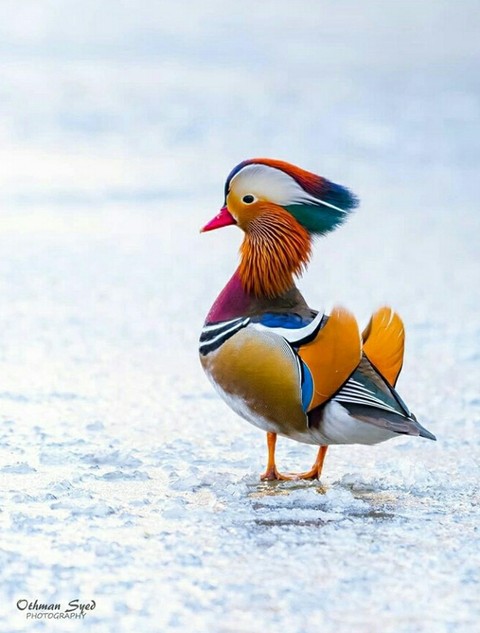 Mandarin duck