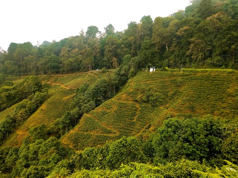 Tea Garden. Darjeeling, West Bangal, India