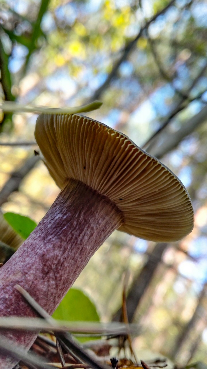Cute mushroom