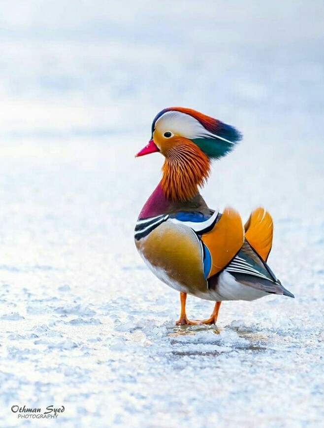 Mandarin duck