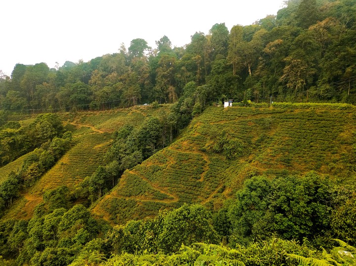 Tea Garden. Darjeeling, West Bangal, India