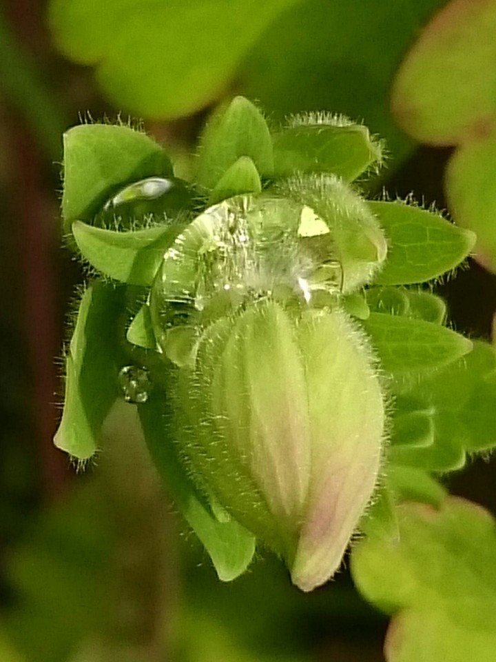 Knospe mit Wassertropfen