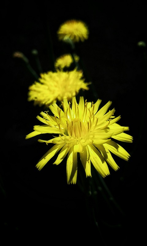 flores Amarillas