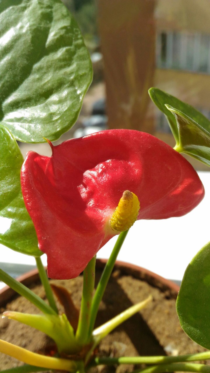 flower