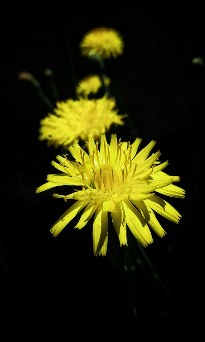 flores Amarillas