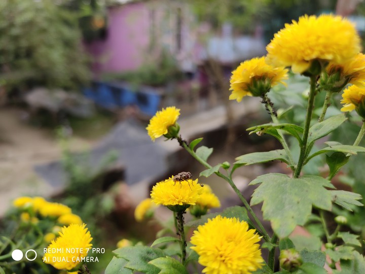 fly on the flower