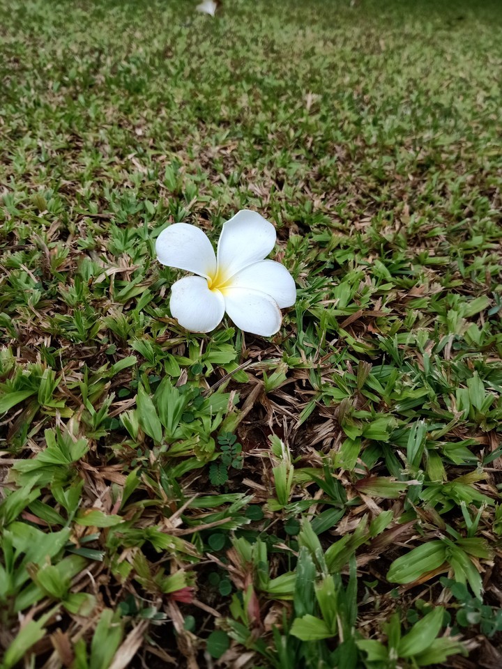 Green and white