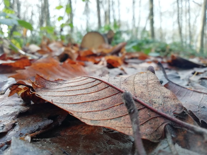 autumn from Rouen