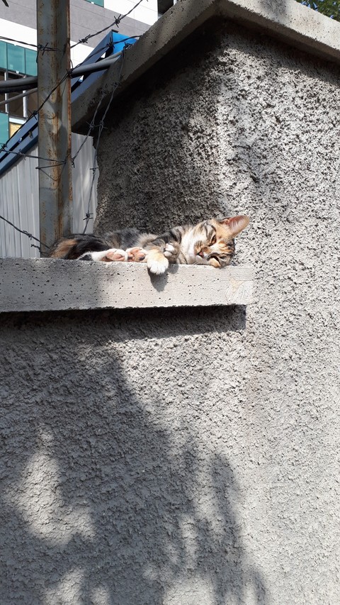 Sweetie Cat