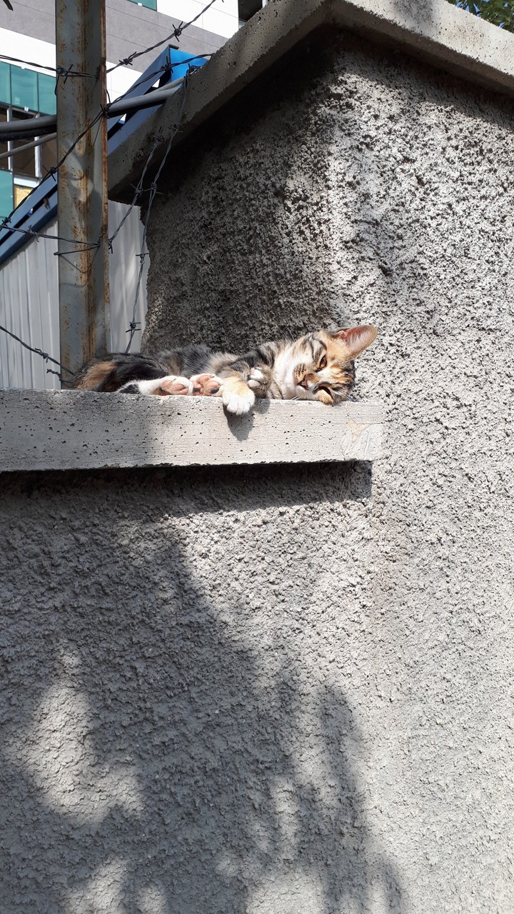 Sweetie Cat
