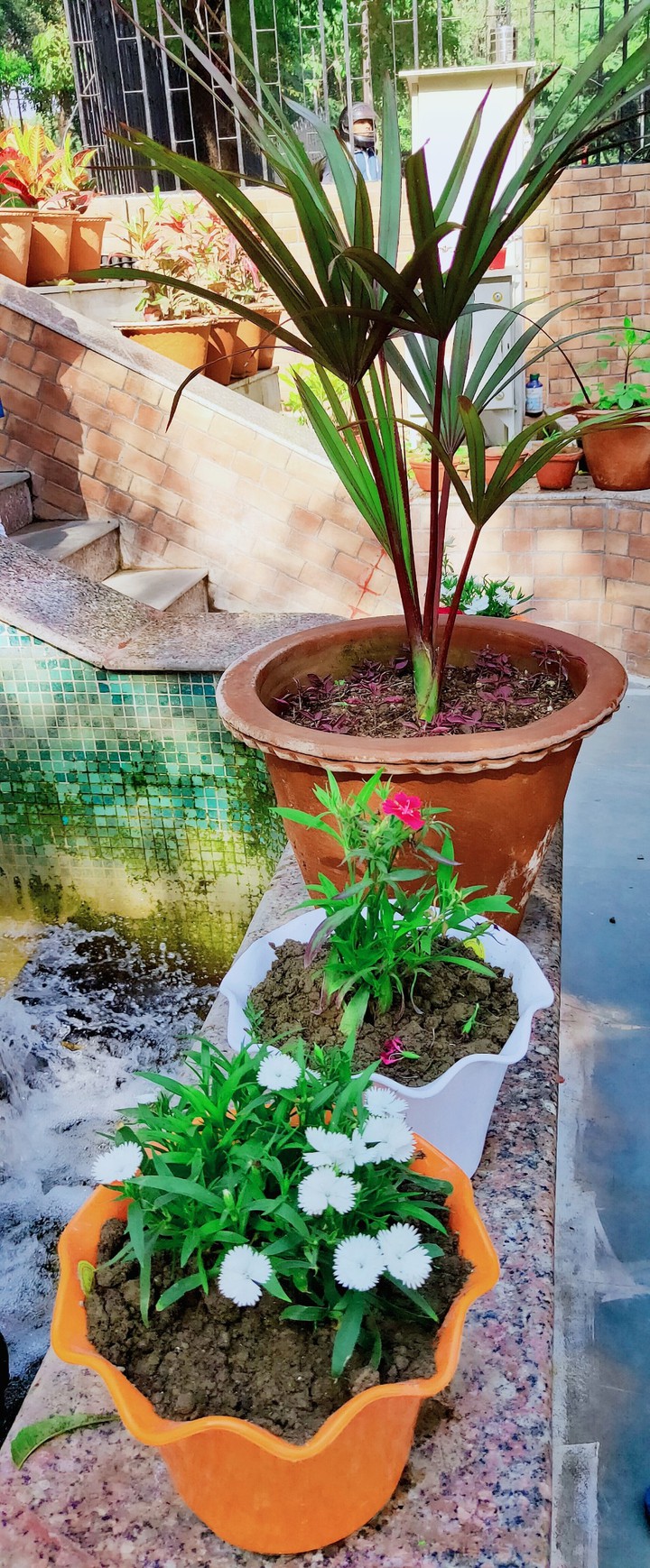 plants