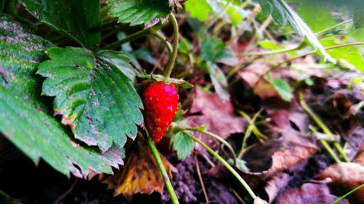 Strawberry