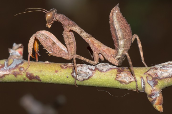 Bark Mantis