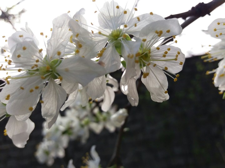 spring
