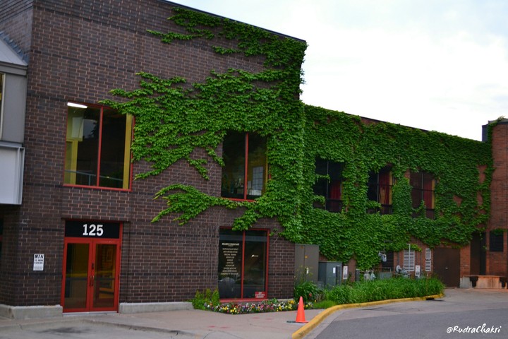 Building Ivy