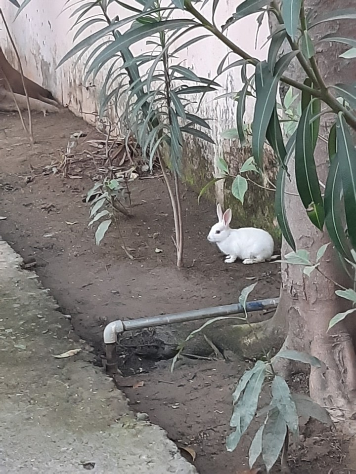 Rabbit