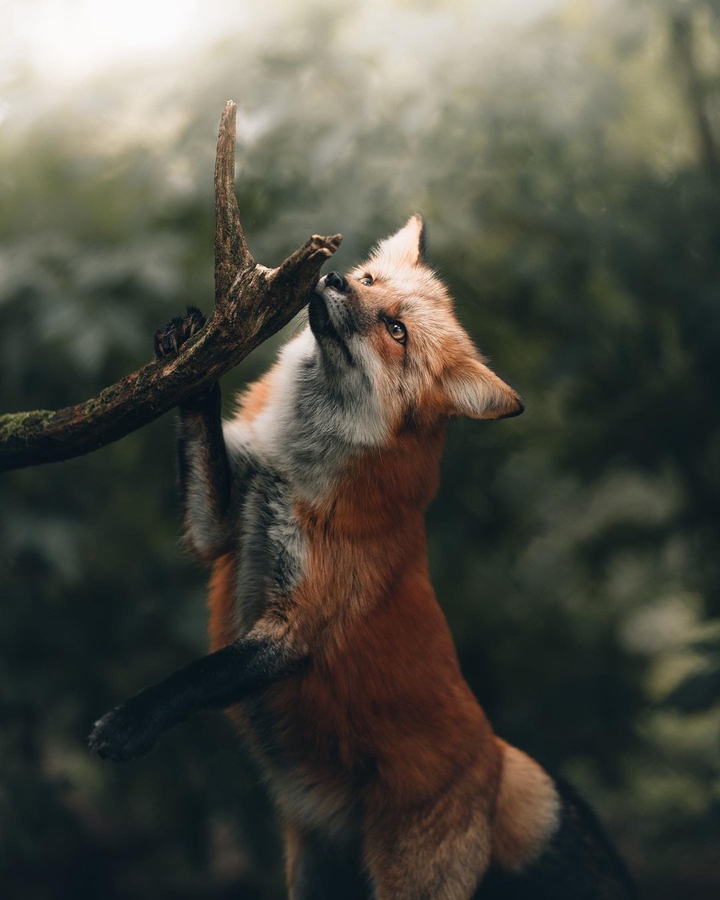 fox