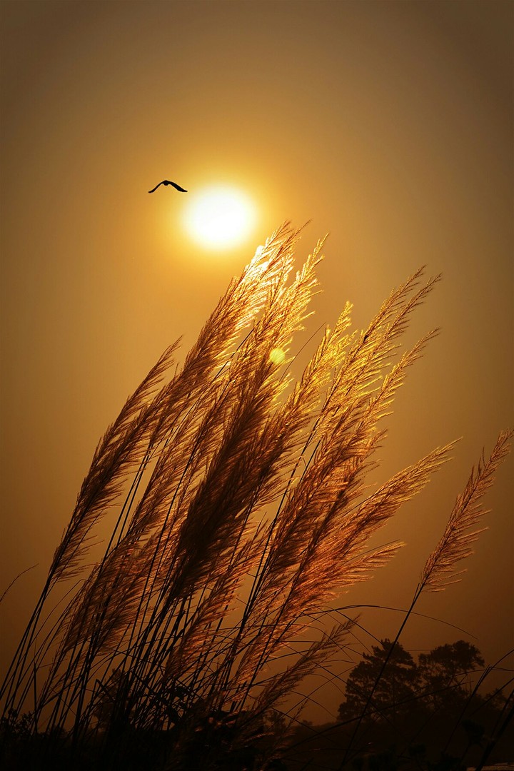 Evening Bliss