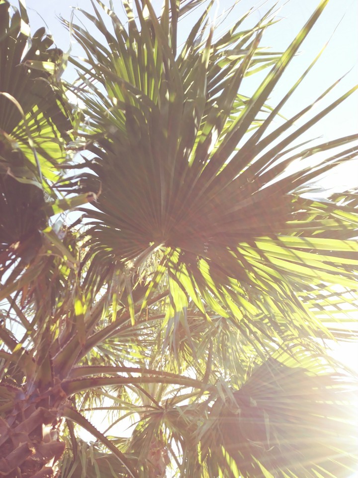 Palm Tree