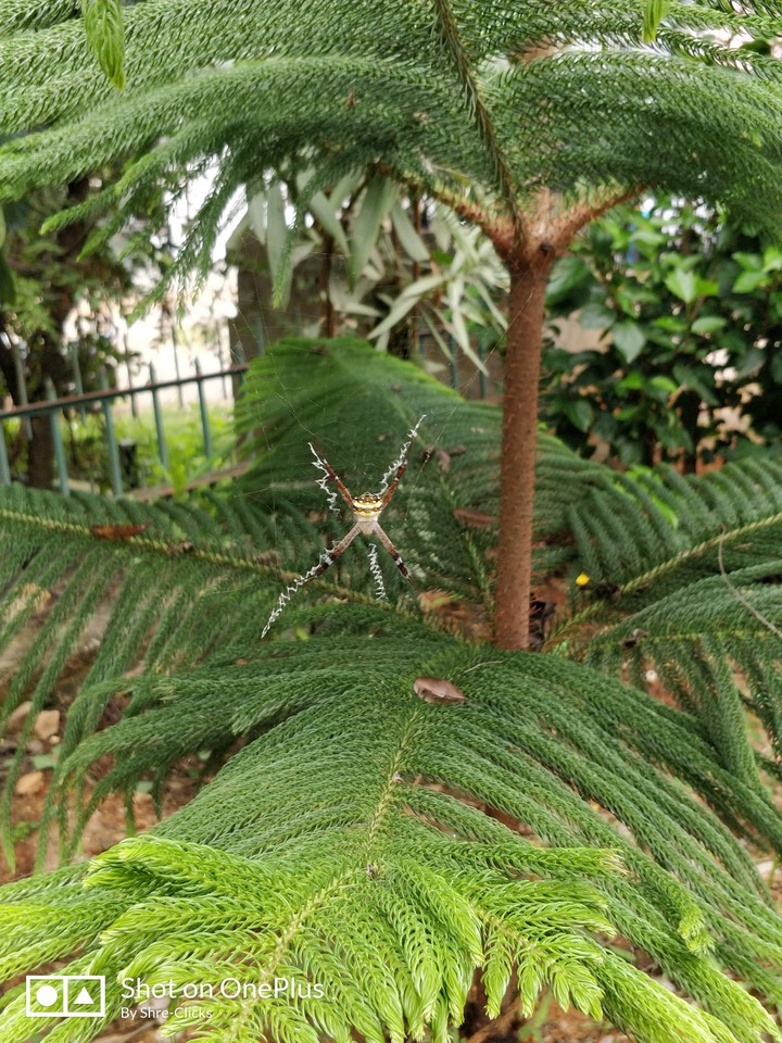 spider