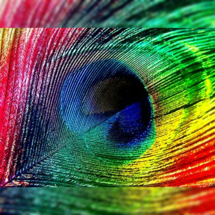 Rainbow Peacock-feathers