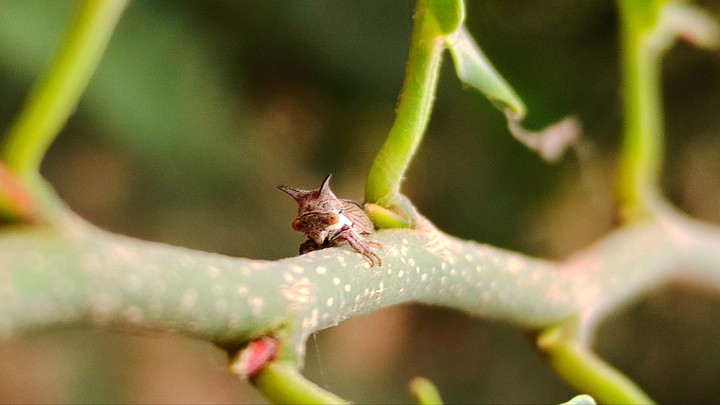insects
