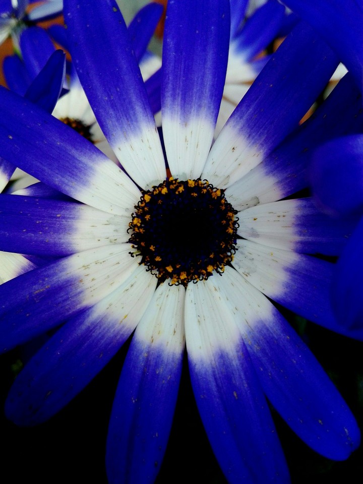 blaueblume