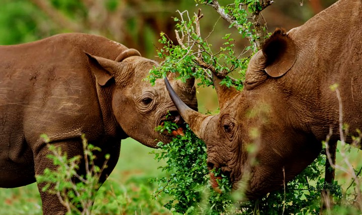 rhino