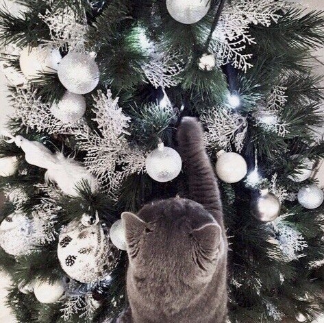 newyear, fur háttérképek