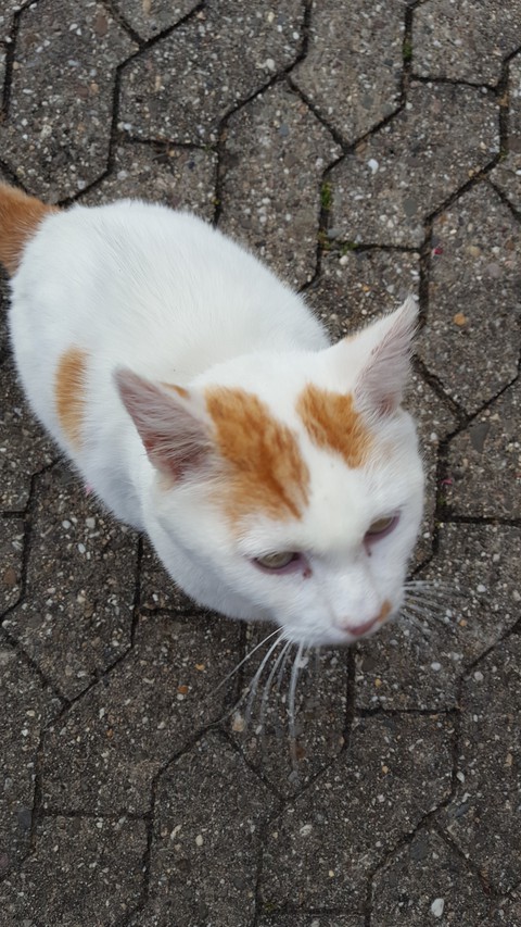 fondos de pantalla whiskers, felidae