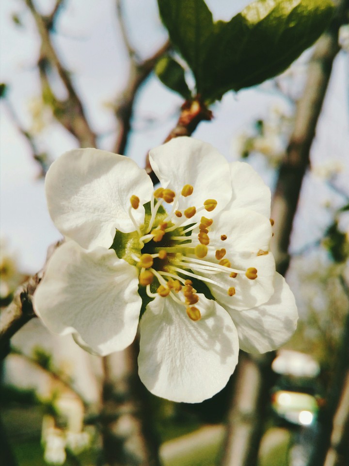 Cute Flower