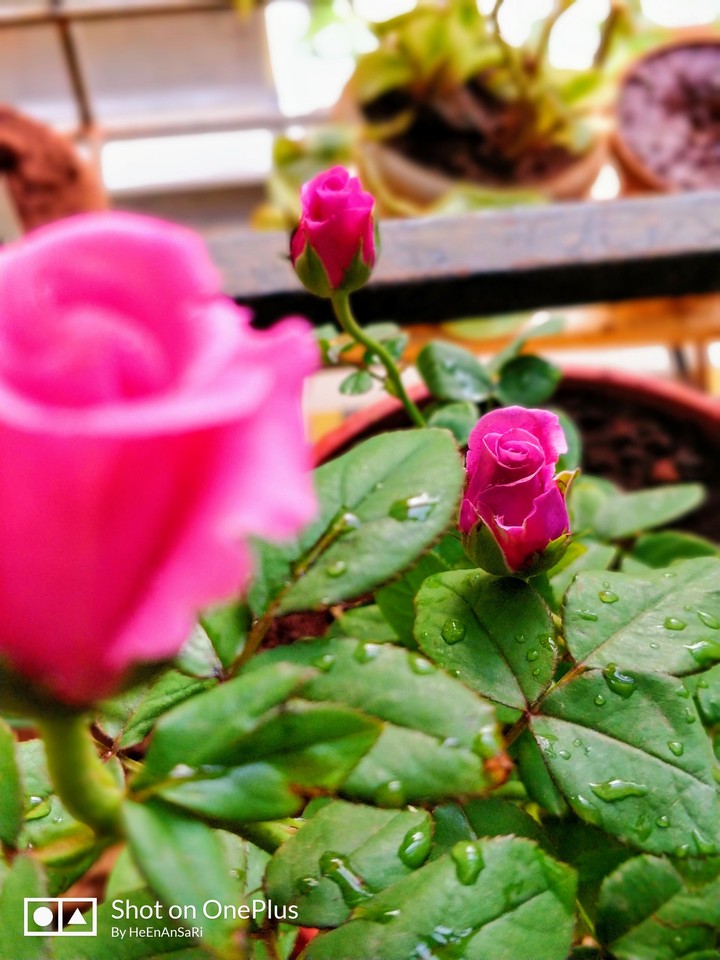 Pink Rose