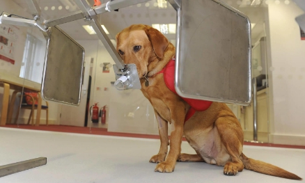 Cancer Detector Dogs