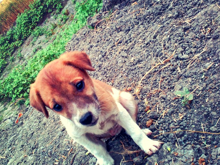 cute doggy