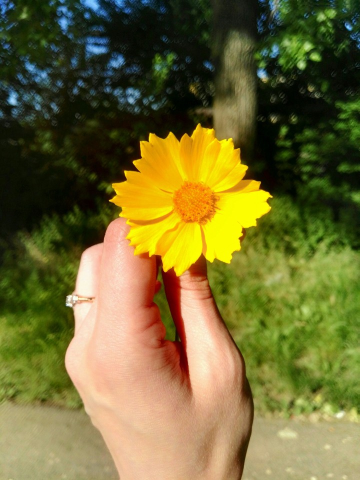 Flower