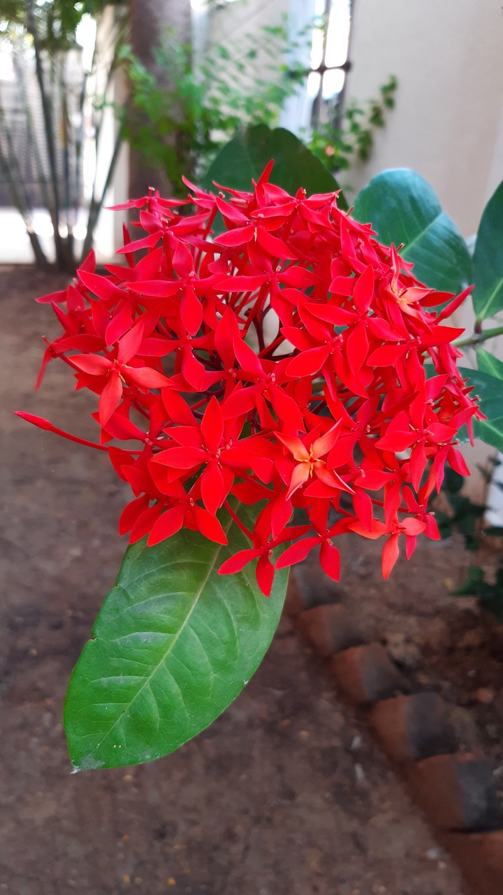 Random click