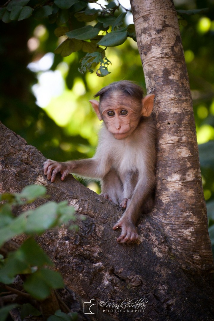 monkey