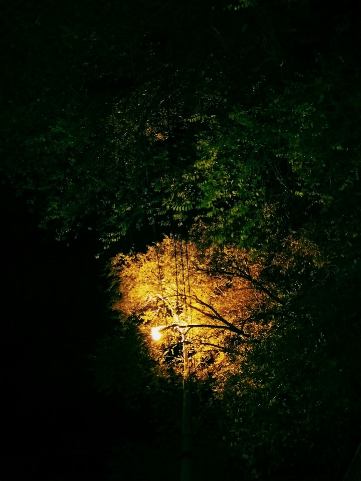 Light through the tree