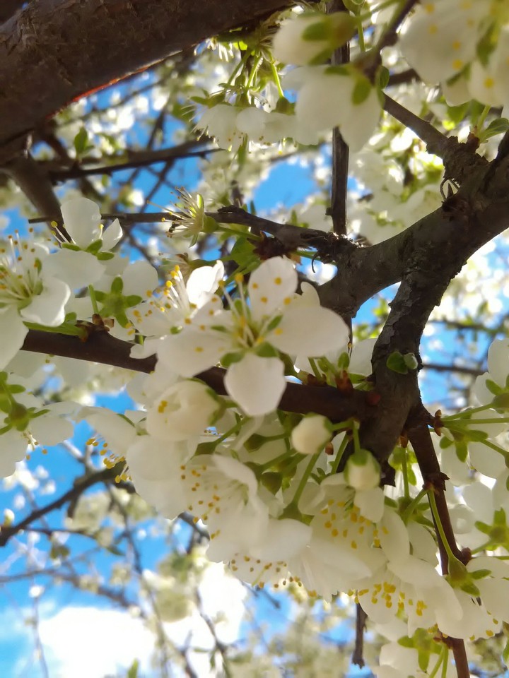 blossom