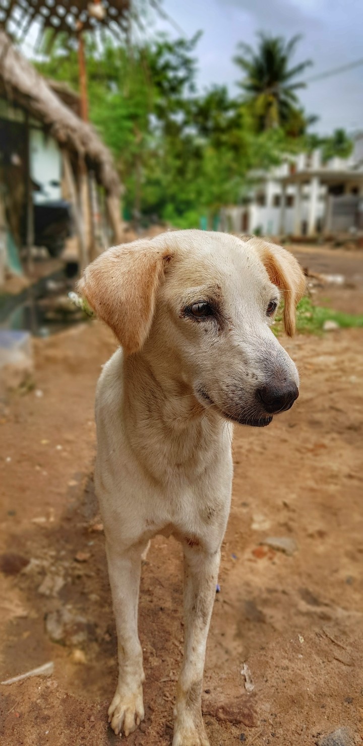Dog