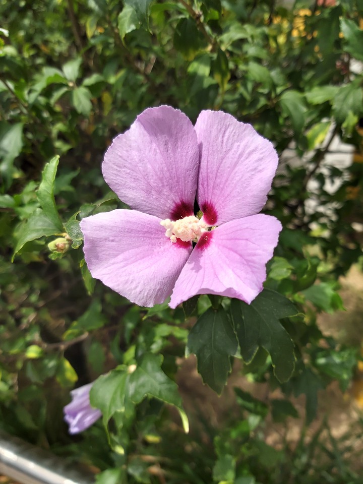korea flower
