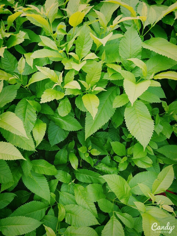 greenry