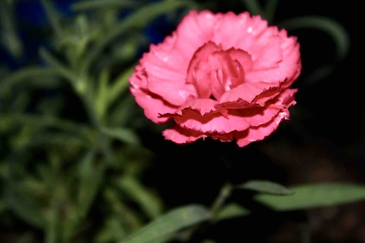 Pink mood