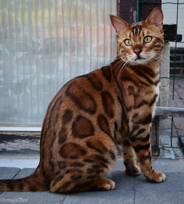 #cat