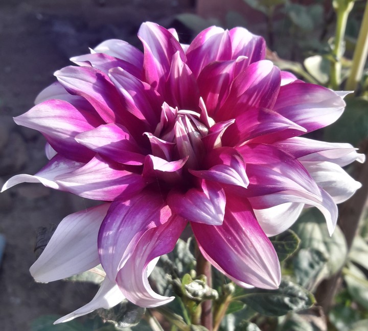 Beauty of Flower